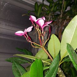 Plumeria Plant