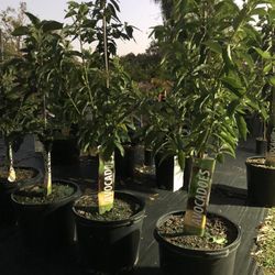 15 Gallon Grafted Avocado 