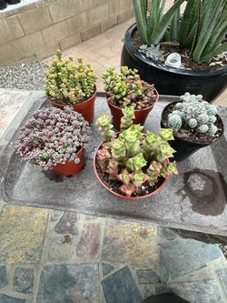 Succulent Plants