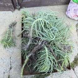 Free Chalk Stick Cuttings 