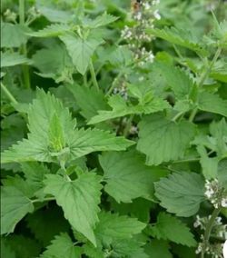 💯 Organic Well Rooted Highly Fragranted Lemon Balm Plant 🪴