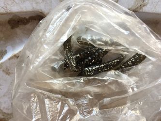 Fishing fake gummy worms