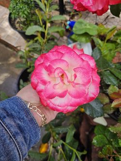 Rose Pots