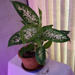 Tropical Plant