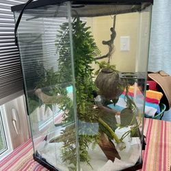 Lizard Tank