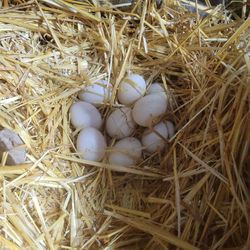 Dozen Fresh Duck Eggs.  $8 Dozen 