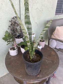Snake plant