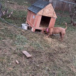 Dog House , Dog Cage And Dog Playpen 