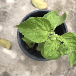 Tulsi Tree Plant 