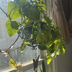 Neón Philodendron