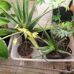 Indoor Plants Hanging Pothos Climbing Plant Aloe