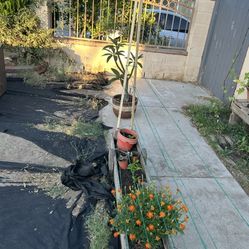 Freeeeeee Garden Raised Bed 