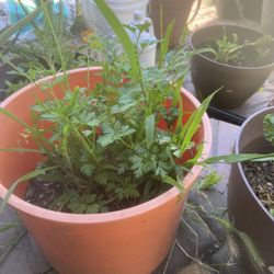 Parsley Plant