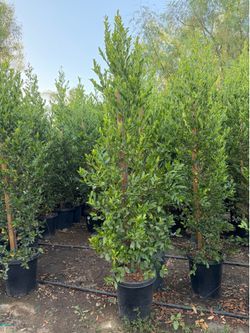Privacy shrubs 15 gal 6 feet tall Carolina cherrys