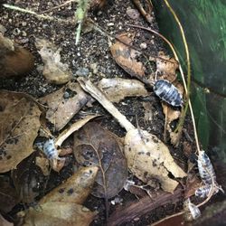 Supplies For Bioactive Terrarium 