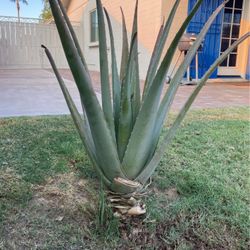 Aloe Vera Plant 