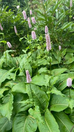 Persicaria