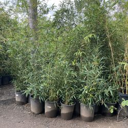 Bamboo Plants- 5 Gallon Size- Approximately 4-6 Feet Tall- Multiple Varieties Available 