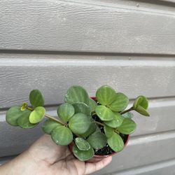 4” peperomia hope