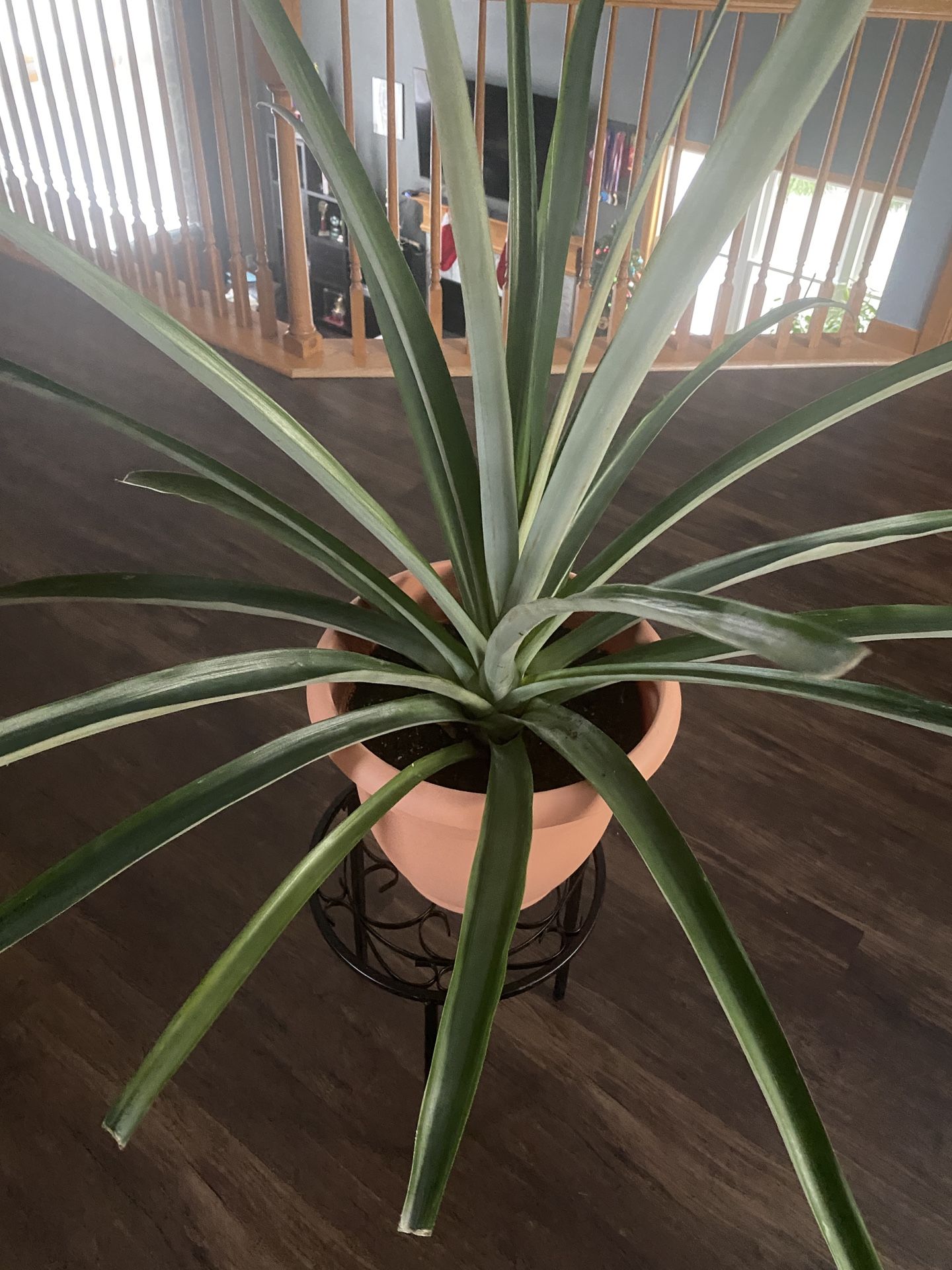 Full grown Pineapple Plant