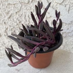 3 Inch Pot Succulent Plant - Ruby Necklace - Crassothonna Capensis - Rare - Rooted & Established - Drought Resistant - 🪴 