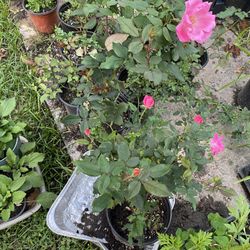 Rose Plants With Blooms