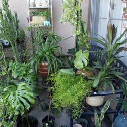 plantas diferentes precios