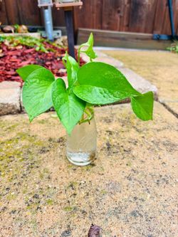 Golden photos plant