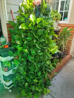 Golden pothos 