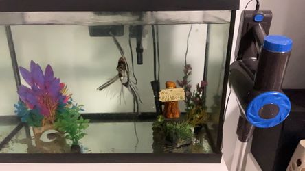 Free FISH AND TANK. For responsible people only
