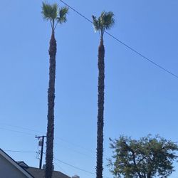 Treeming Palm Trees 🌴 And Removed All You Need