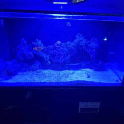 Innovative Marine Aquarium AIO 20 g