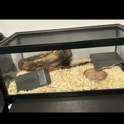 Vivarium Enclosure For Mexican Black King Snake 