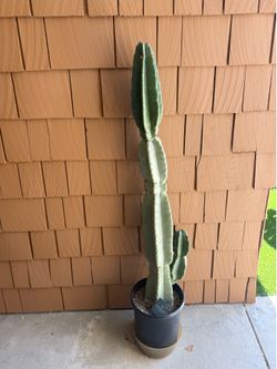 Cactus