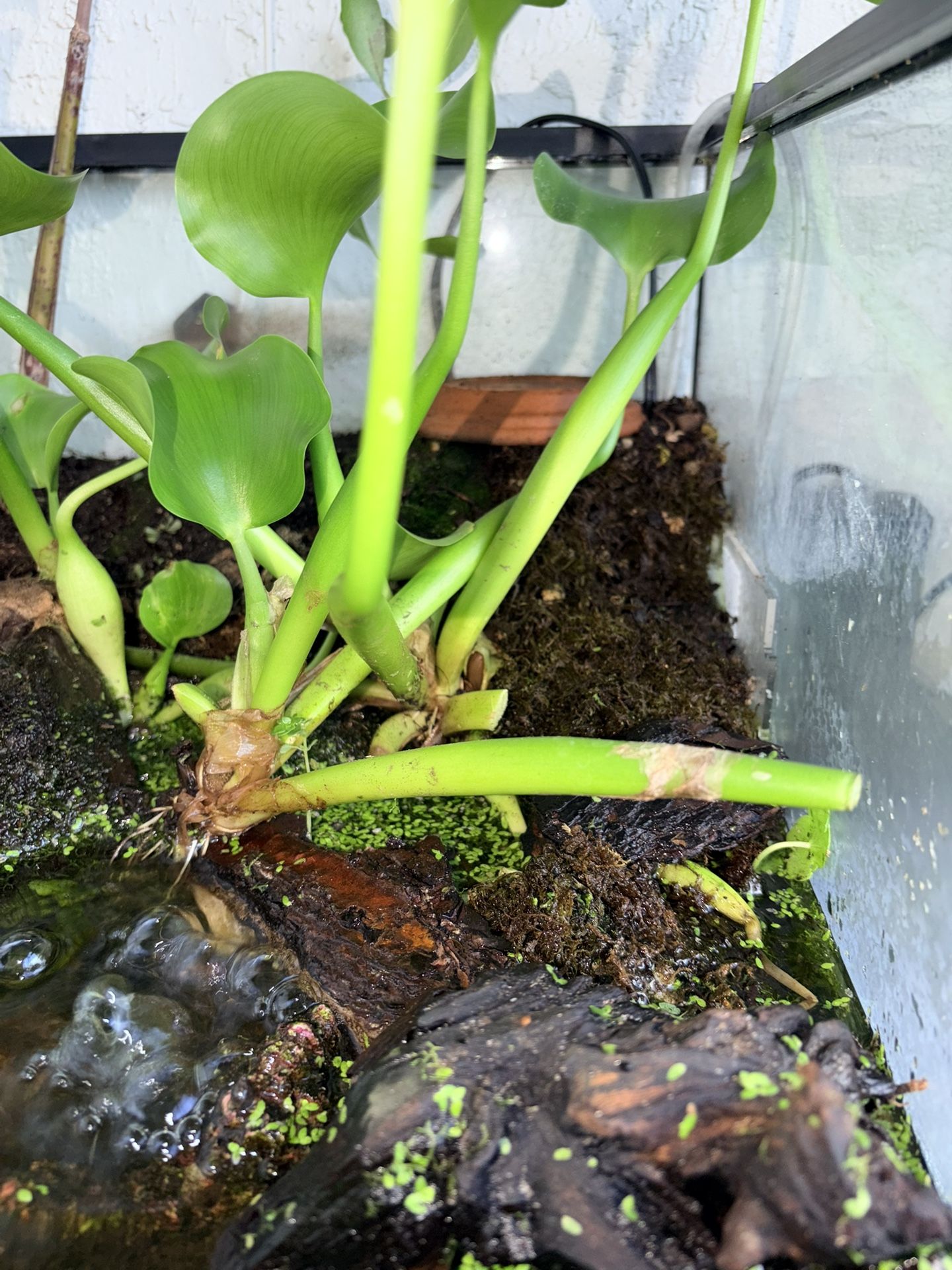 Plants ( Read Description)