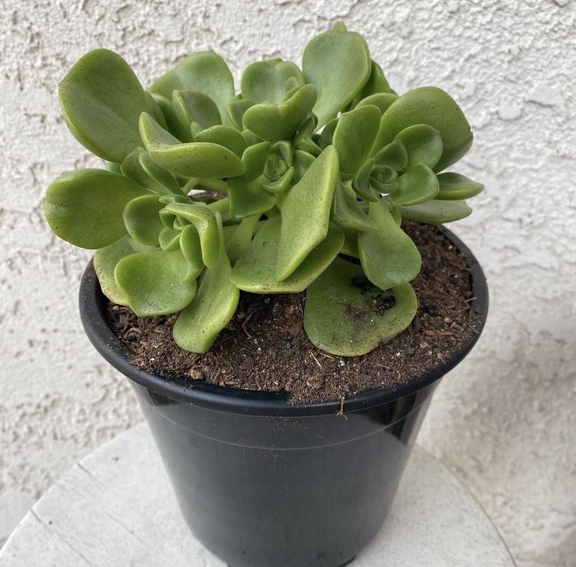 1.5 Gallon Pot Succulent Plant - Aeonium Lindleyi - Tree of Love - Rooted & Established - Drought Resistant - 🪴