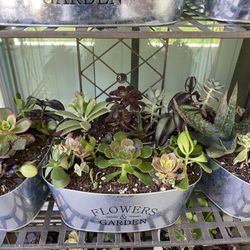 Beautiful Succulent Tin Planters