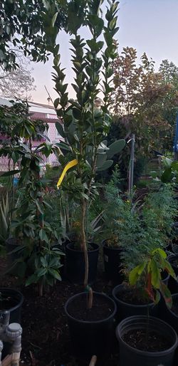 Arboles de Aguacates ,limones, fertilizante ,tierra para las plantas