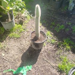 Silver torch cactus plant