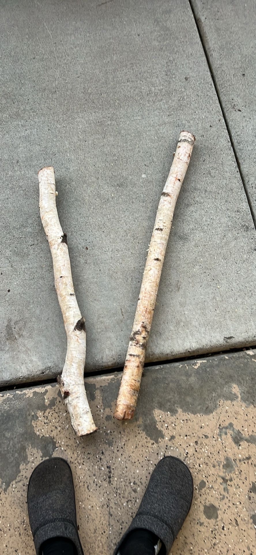 Birch Branches