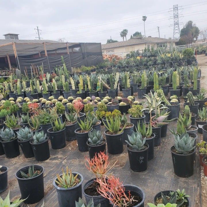 Agave , Cactus, Succulent & Echeverias 