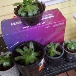 Succulents 5$/20$