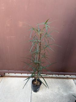 6” brachyton rupestris tall plant