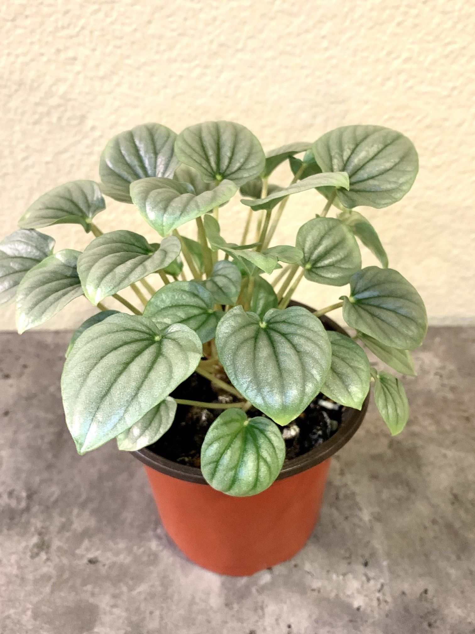 Frost Peperomia Plant In 4inch Pot
