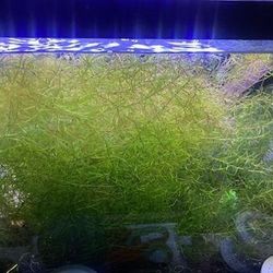 Guppy Grass For Sale