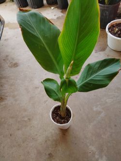 coyol color salmón $8