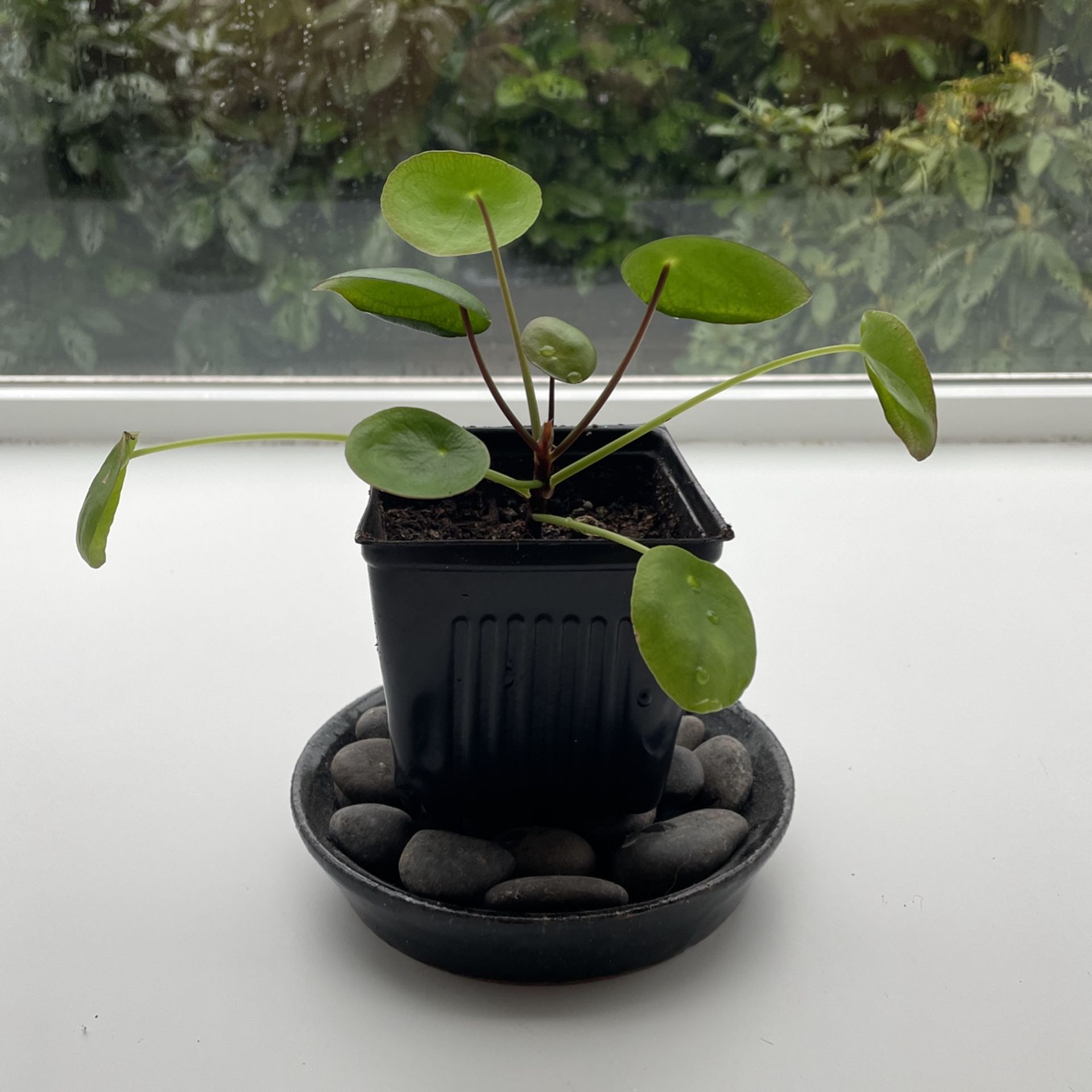 Pilea Peperomides