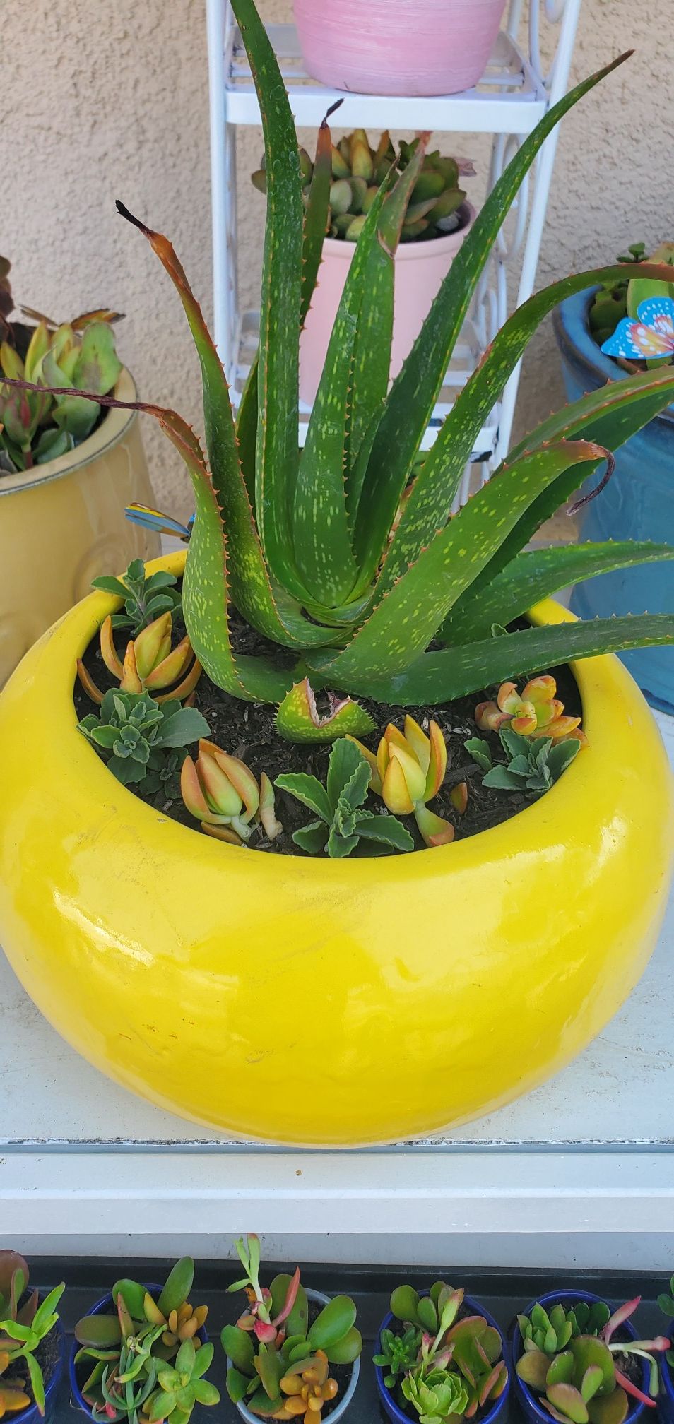 Beautiful XL yellow sunshine planter packed with succullents