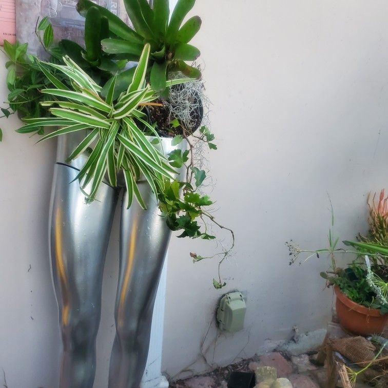 Cave Man Live Plants Jungalow