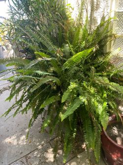 Boston Fern